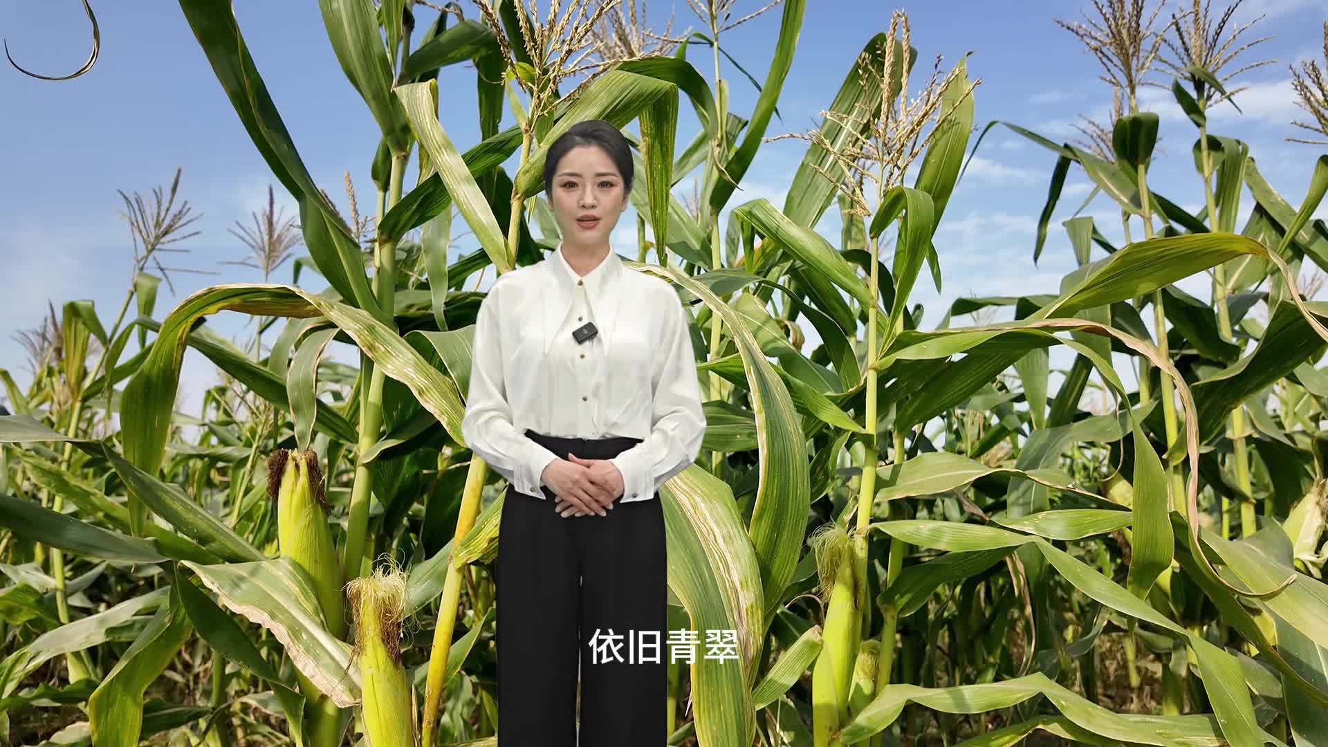 每年可以種三季，冬天成熟的玉米你見過嗎？