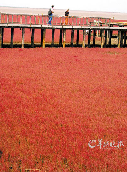 遼寧盤錦紅海灘，面積達(dá)9萬畝