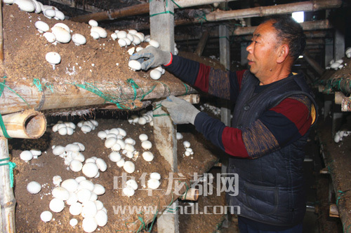 周口項(xiàng)城：食用菌種植基地內(nèi)，工人正在查看雙孢菇長勢(shì)