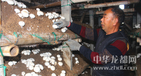 周口項城：食用菌種植基地內，工人正在查看雙孢菇長勢